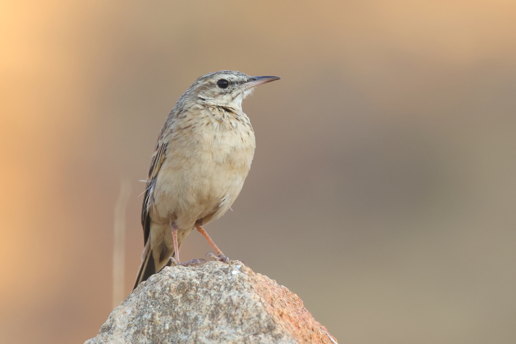 Nicholson's Pipit (image by Janos Olah)