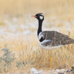 Northern Black Korhaan (image by Janos Olah)
