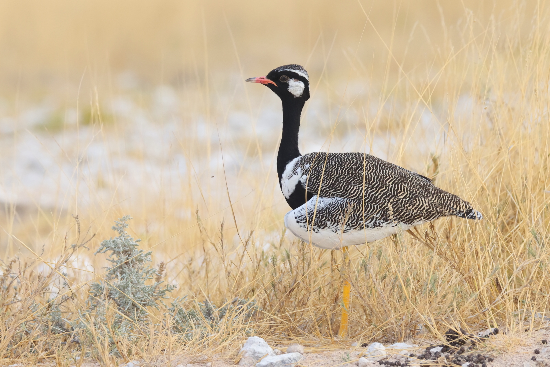 Northern Black Korhaan (image by Janos Olah)