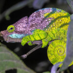 O'Shaughnessy's Chameleon (image by Nik Borrow)