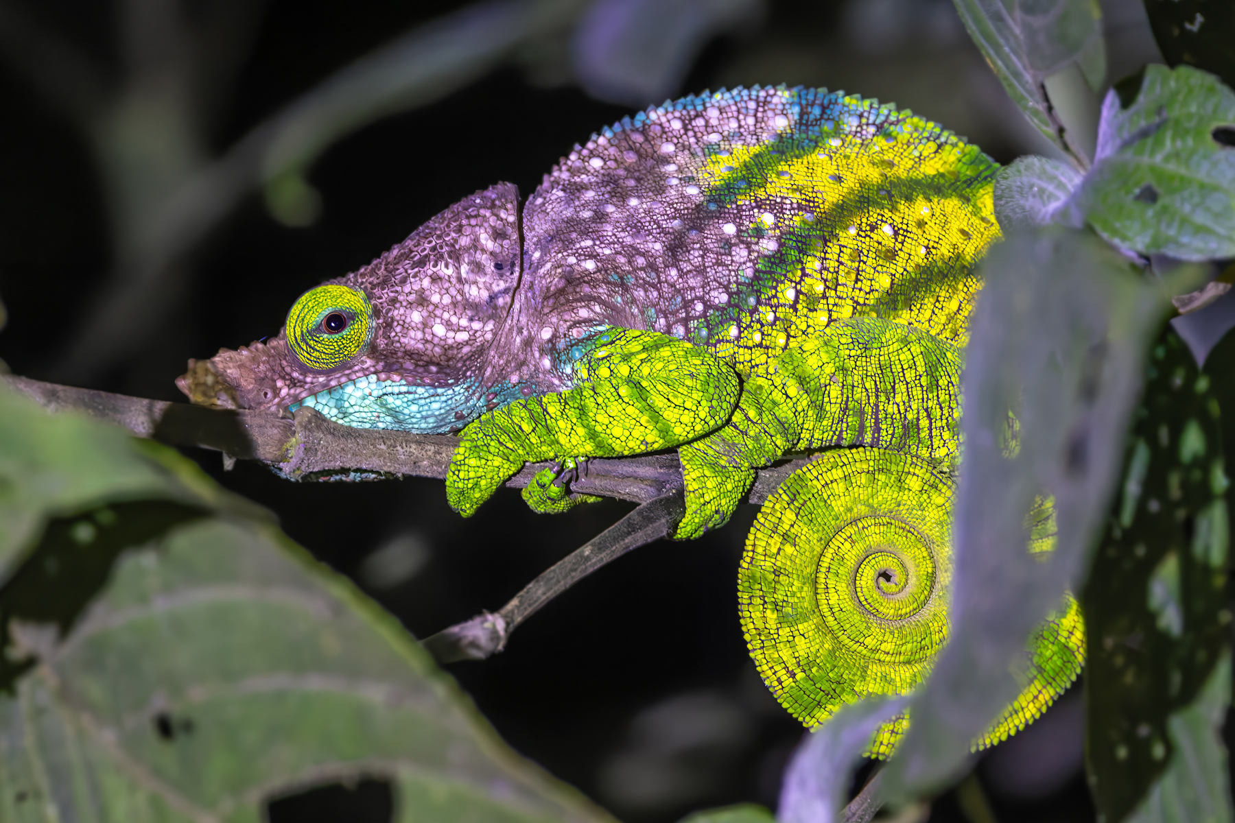 O'Shaughnessy's Chameleon (image by Nik Borrow)