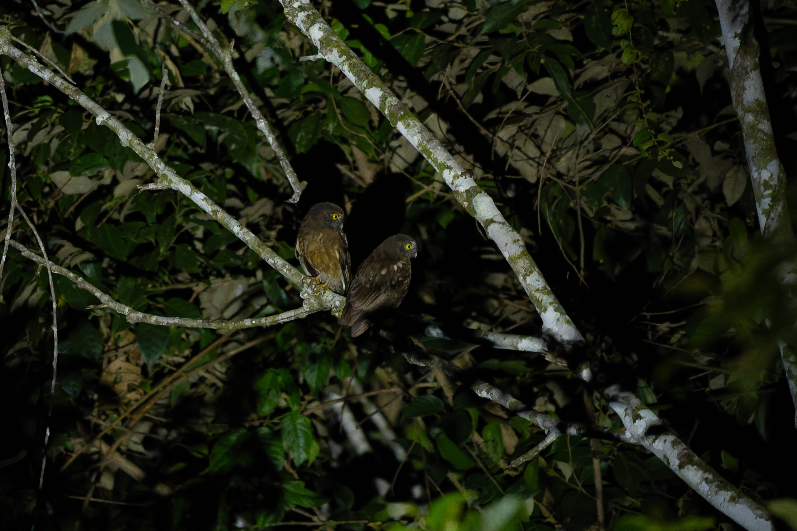 Ochre-bellied Boobooks (image by Diedert Koppenol)