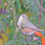 Orange River White-eye (image by Janos Olah)