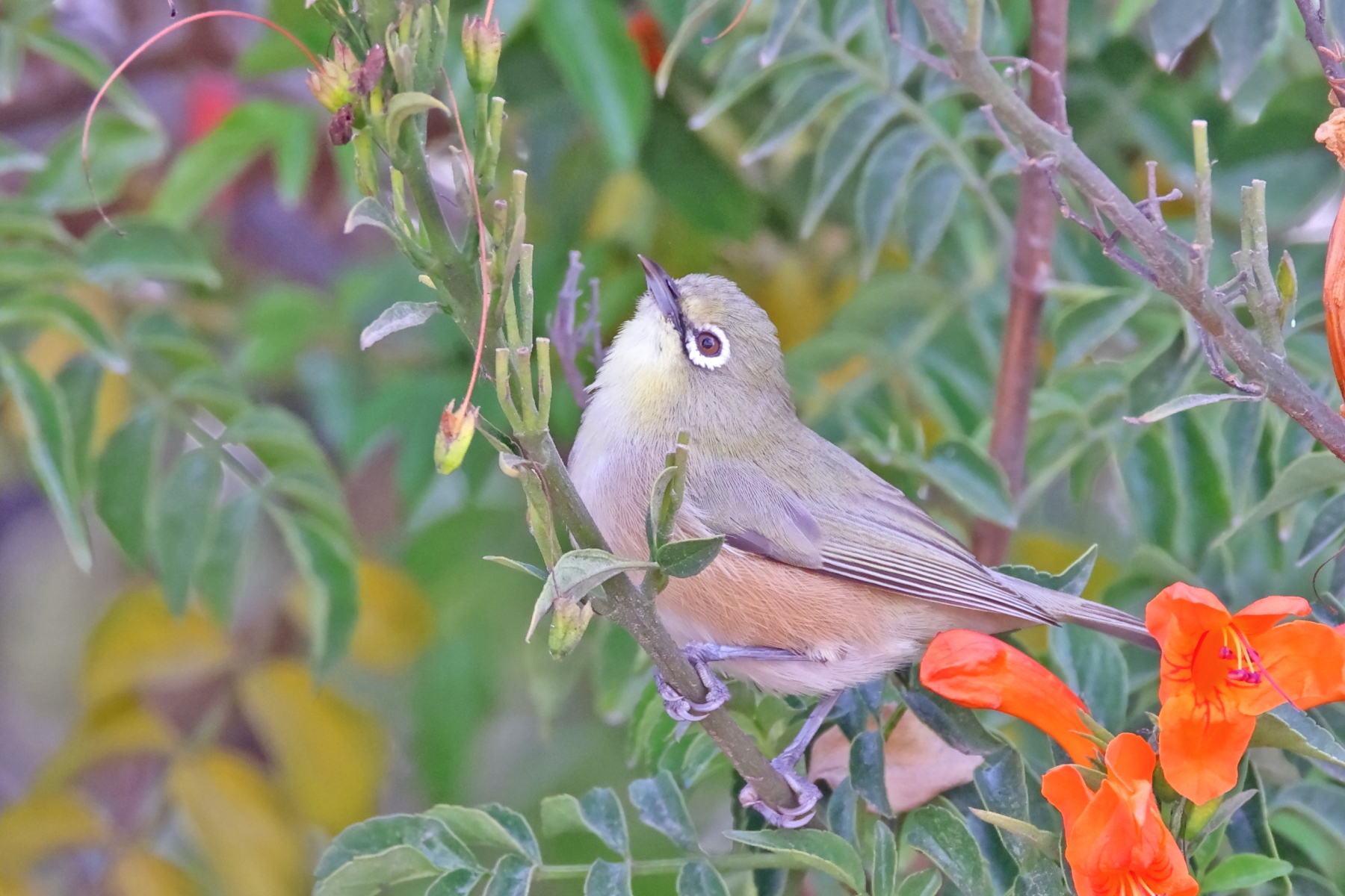 Orange River White-eye (image by Janos Olah)