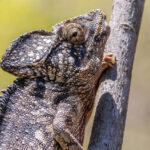 Oustalet's Chameleon (image by Nik Borrow)
