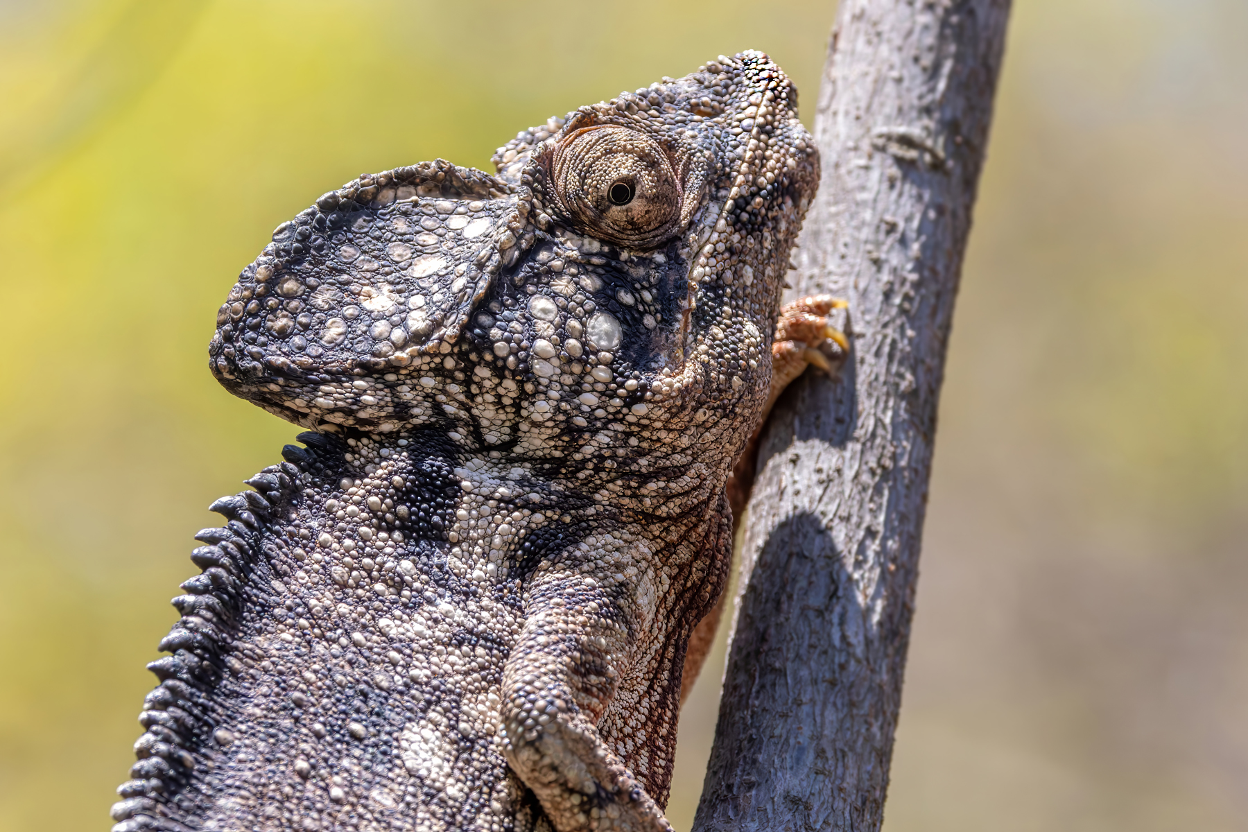 Oustalet's Chameleon (image by Nik Borrow)