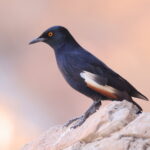 Pale-winged Starling (image by Janos Olah)