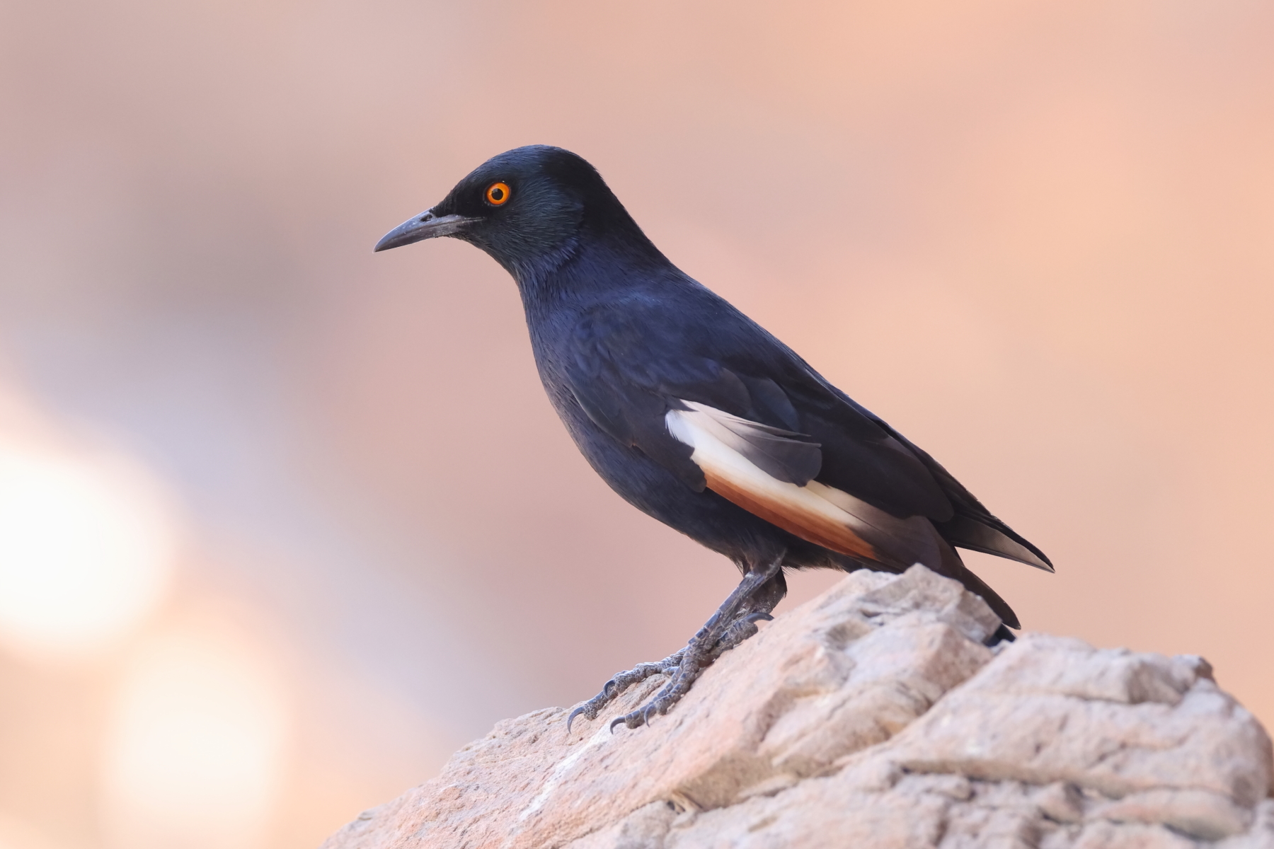 Pale-winged Starling (image by Janos Olah)