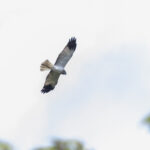 Papuan Harrier (image by Dáni Balla)