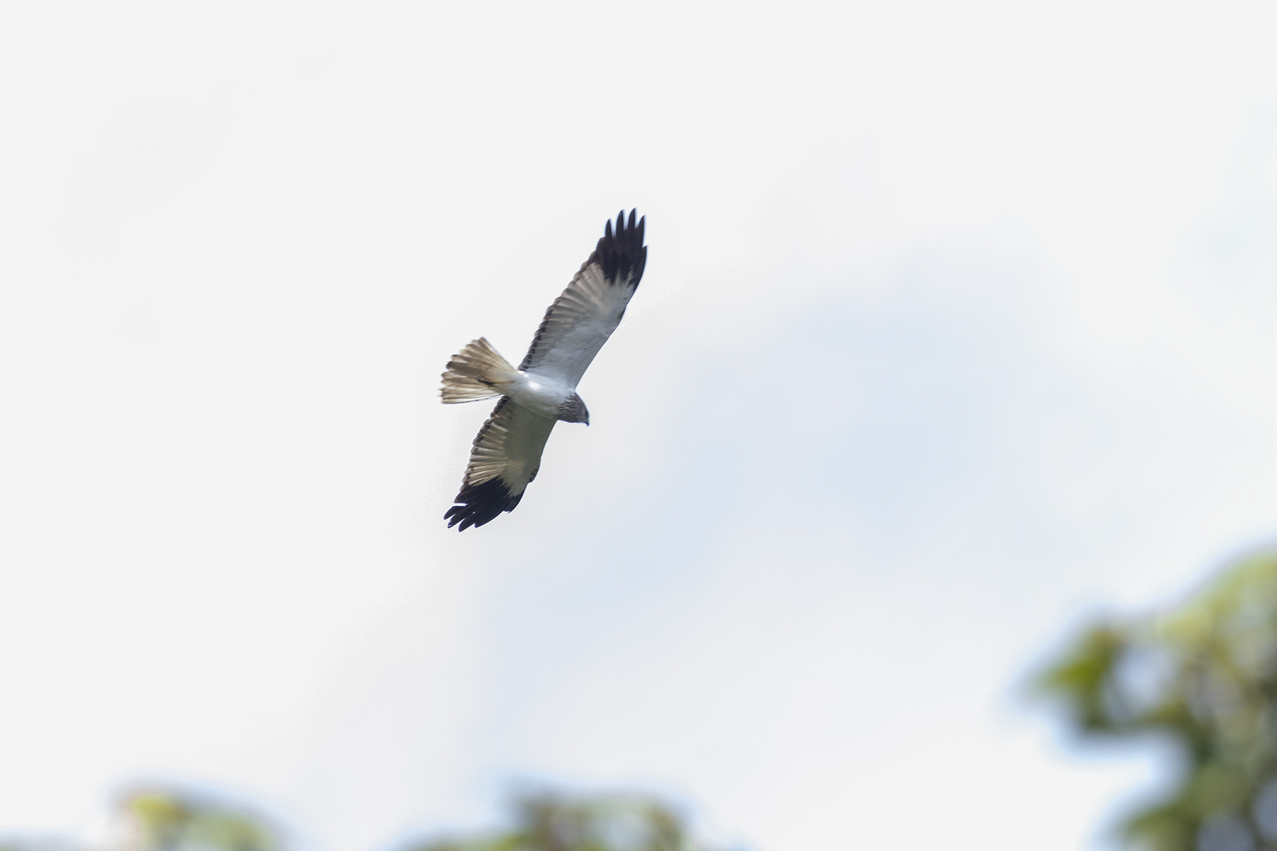 Papuan Harrier (image by Dáni Balla)