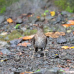 Pearly-eyed Thrasher (image by Diedert Koppenol)