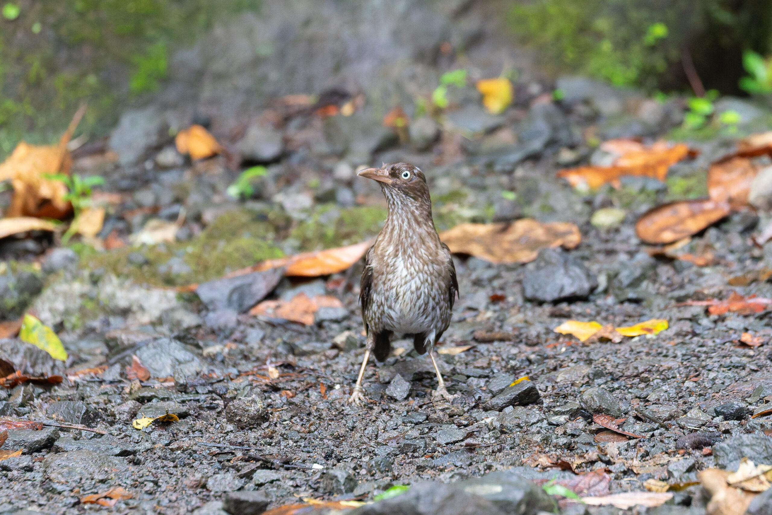 Pearly-eyed Thrasher (image by Diedert Koppenol)