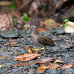 Pearly-eyed Thrasher (image by Diedert Koppenol)