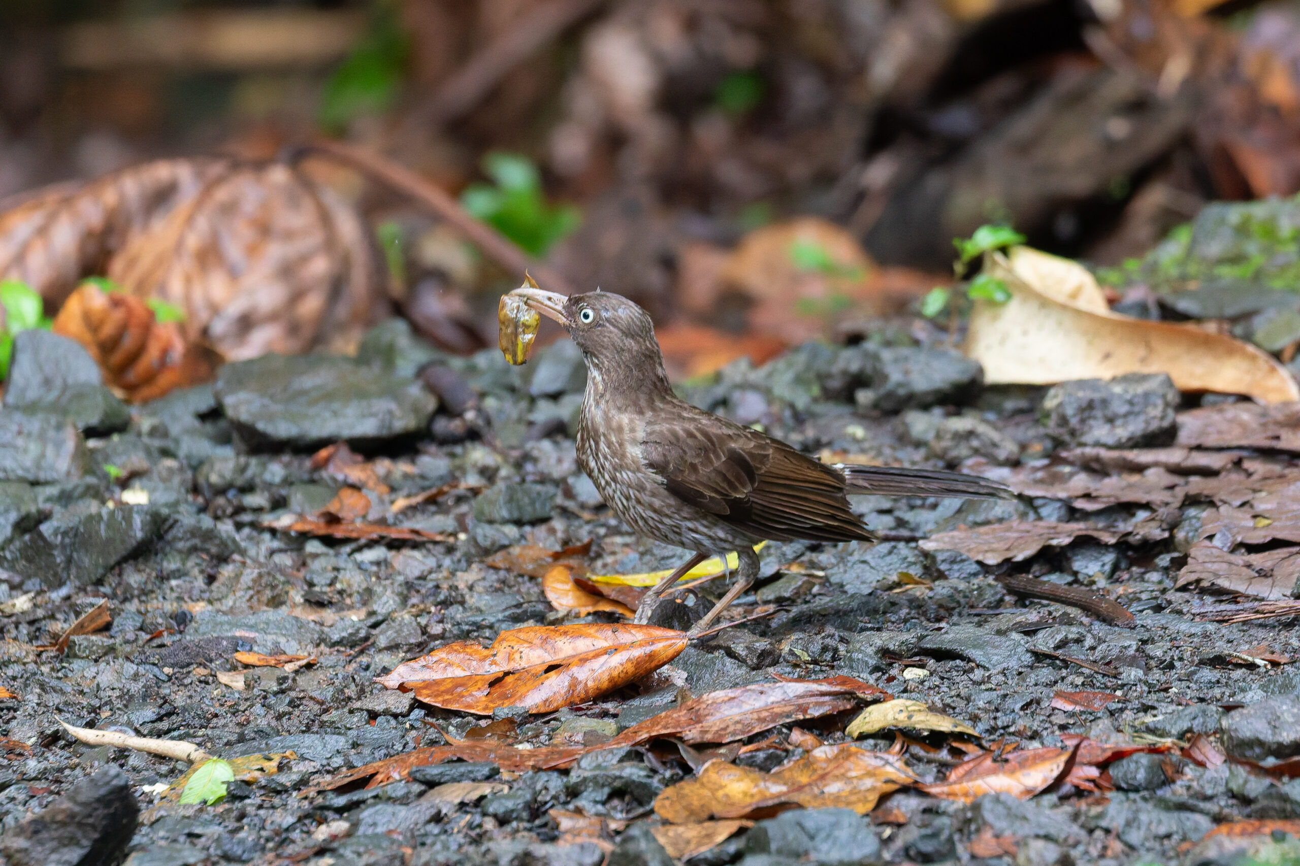Pearly-eyed Thrasher (image by Diedert Koppenol)