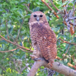 Pel's Fishing Owl (image by Janos Olah)