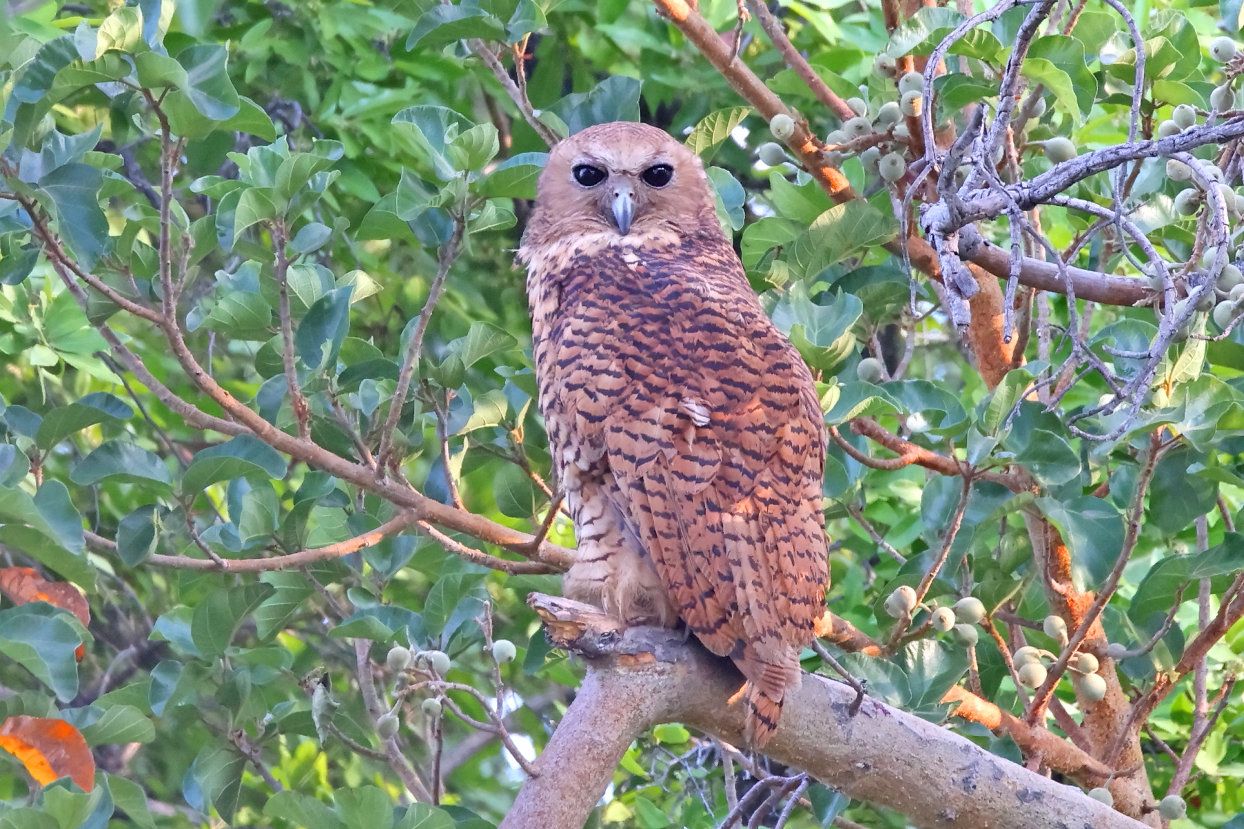 Pel's Fishing Owl (image by Janos Olah)