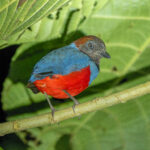 Philippine Pitta (image by Diedert Koppenol)