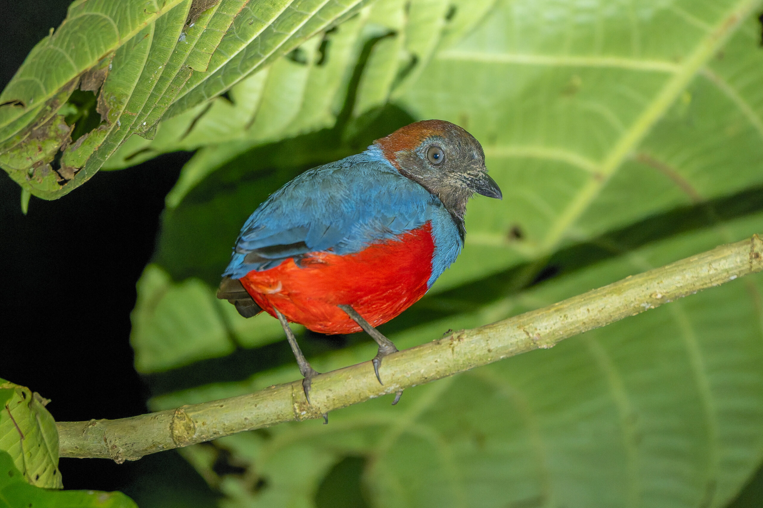 Philippine Pitta (image by Diedert Koppenol)