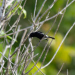 Pied Bushchat (image by Diedert Koppenol)