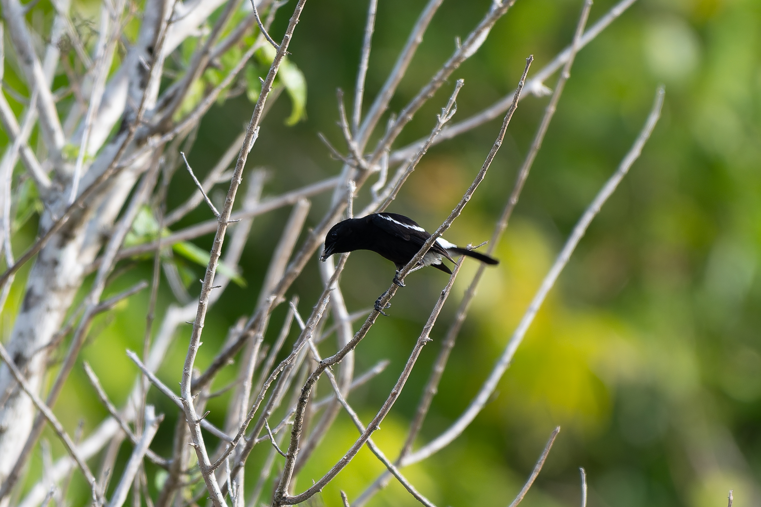 Pied Bushchat (image by Diedert Koppenol)