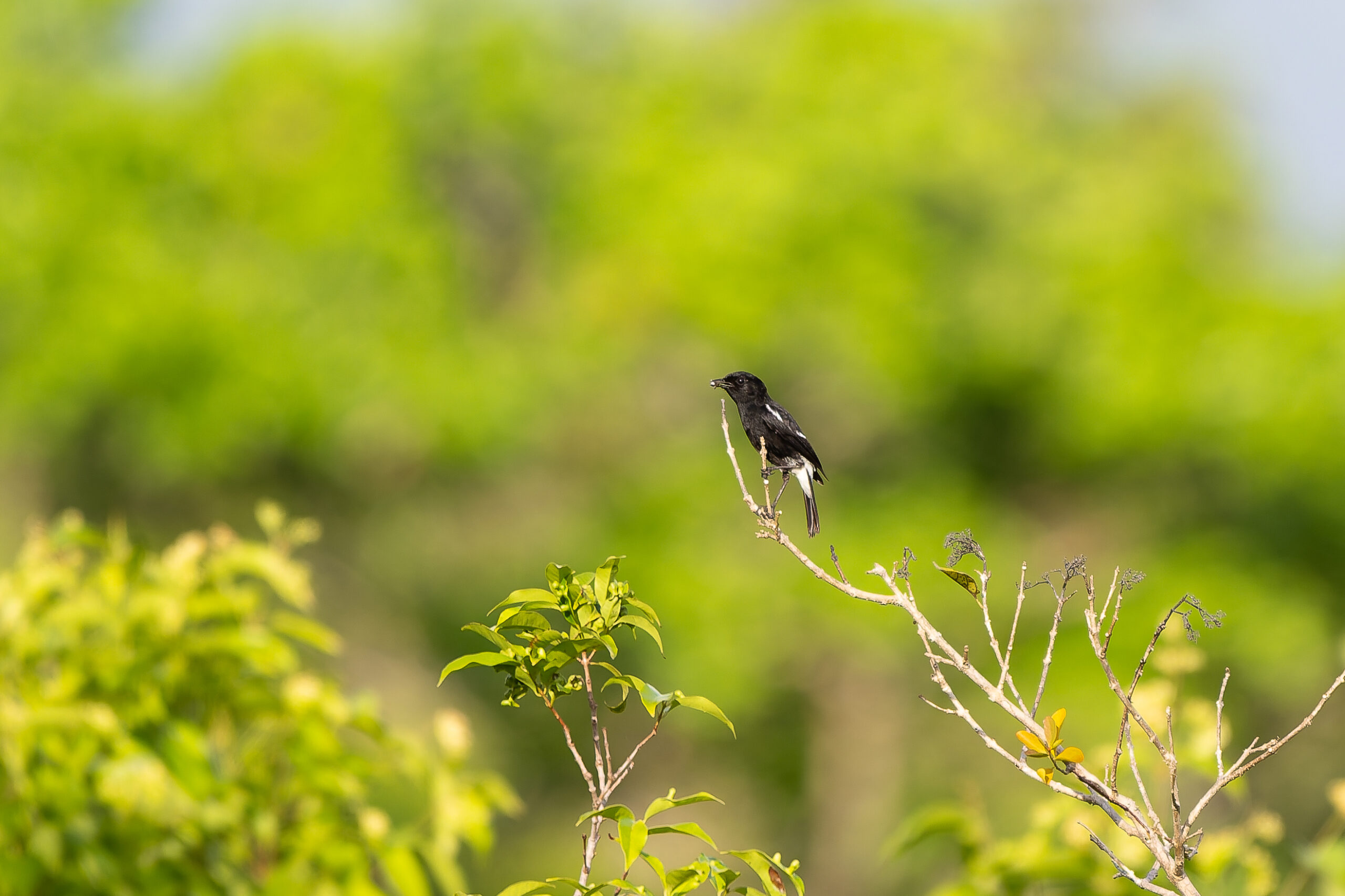 Pied Bushchat (image by Diedert Koppenol)