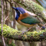 Pitta-like Ground Roller (image by Nik Borrow)