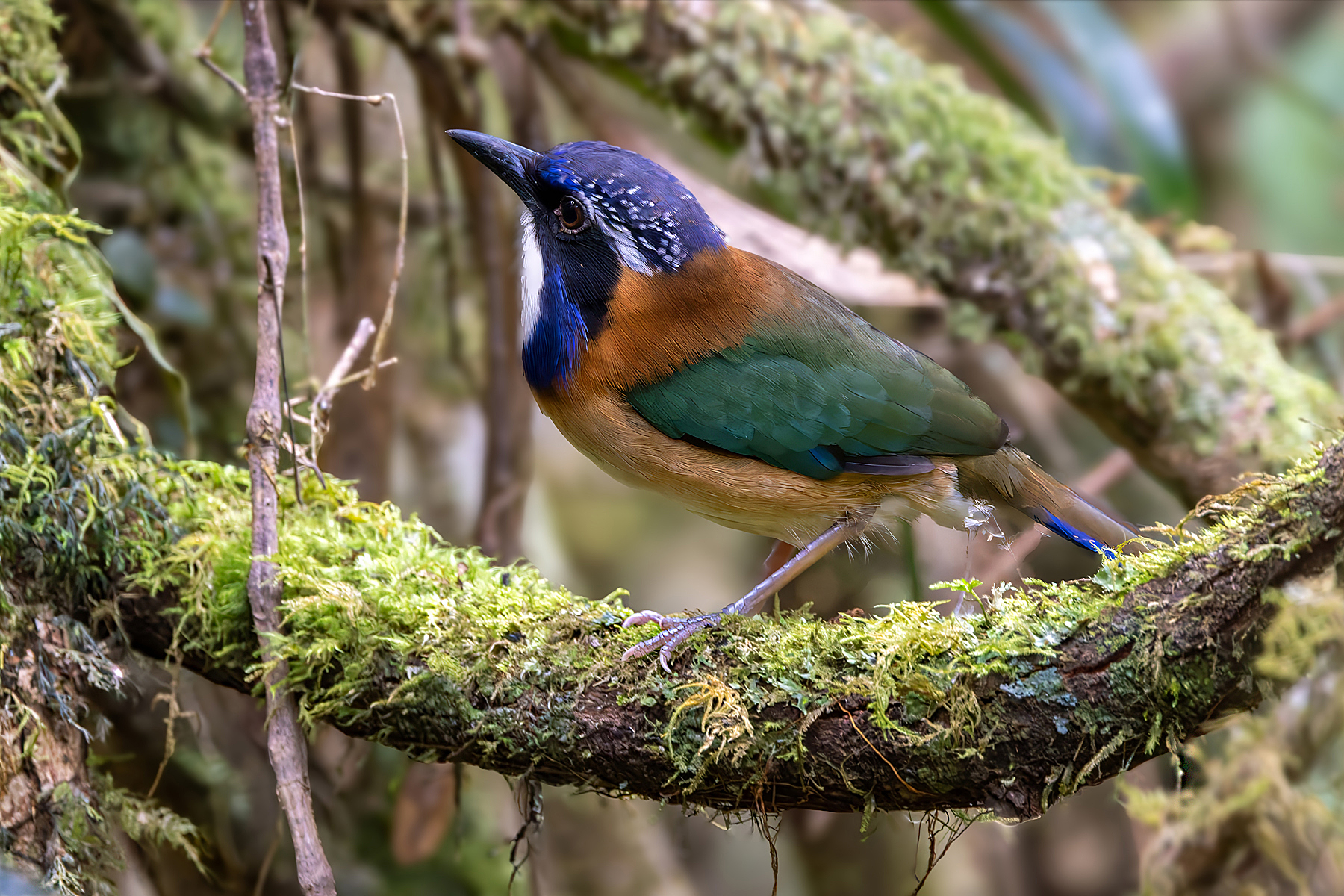 Pitta-like Ground Roller (image by Nik Borrow)