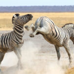 Plains Zebras (image by Janos Olah)
