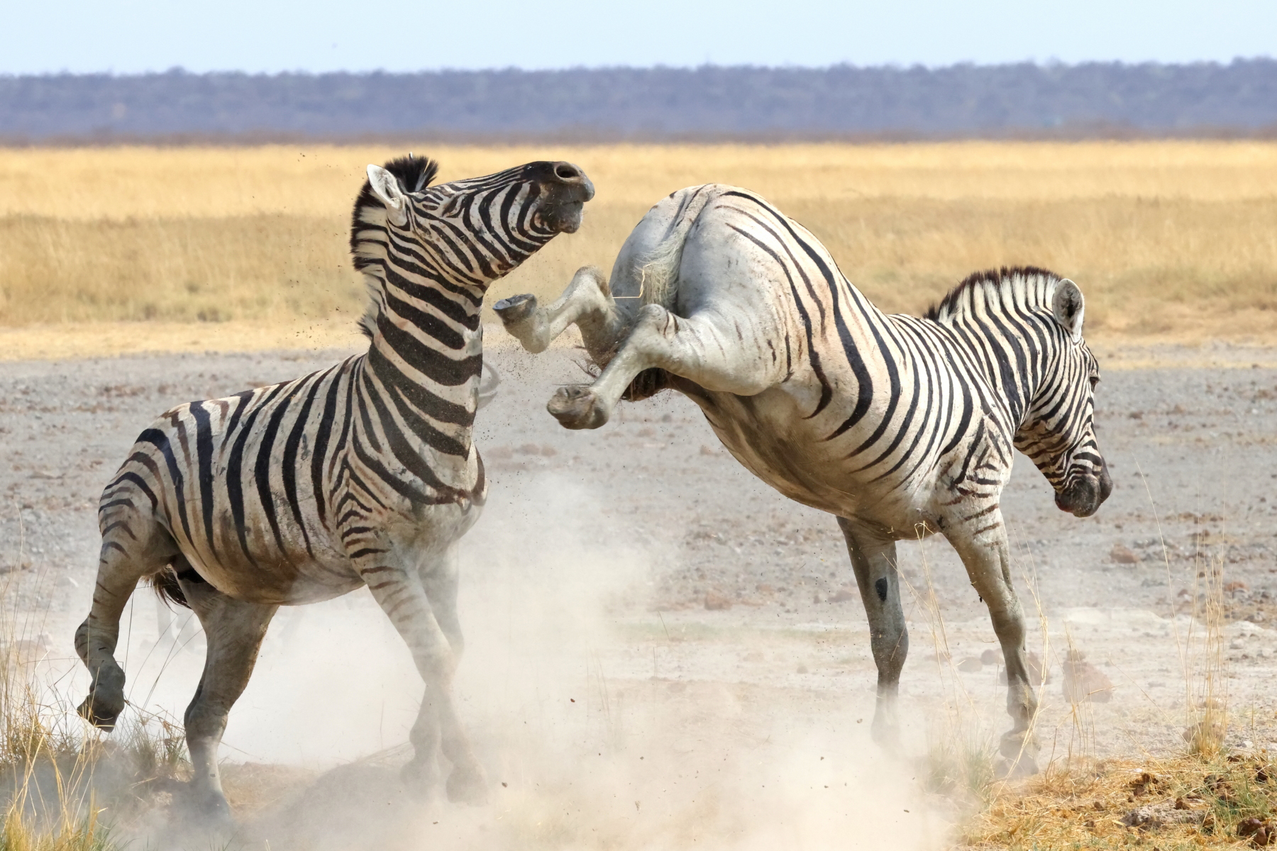 Plains Zebras (image by Janos Olah)