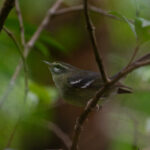 Plumbeous Warbler (image by Diedert Koppenol)