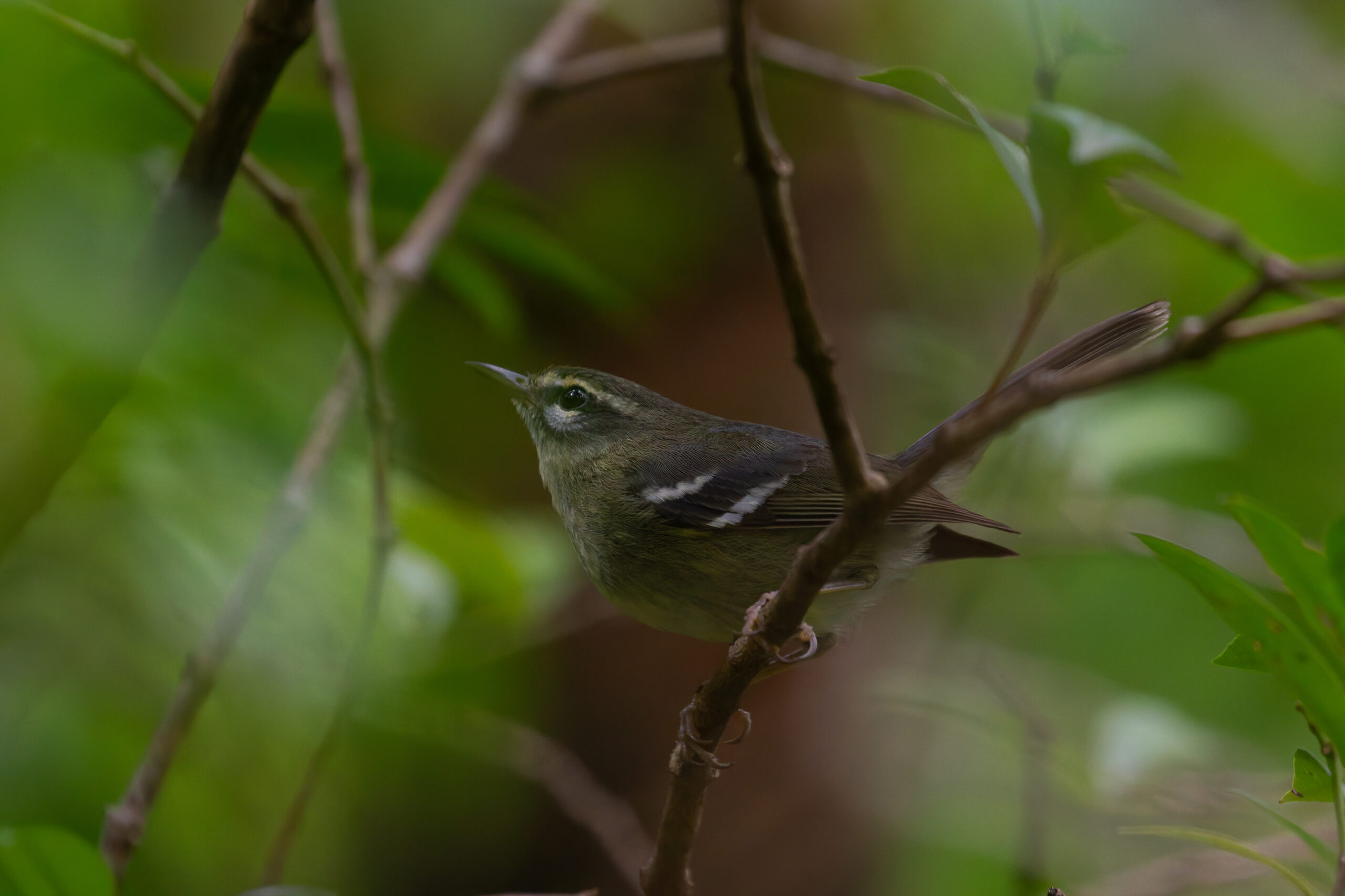 Plumbeous Warbler (image by Diedert Koppenol)
