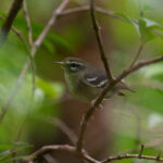Plumbeous Warbler (image by Diedert Koppenol)