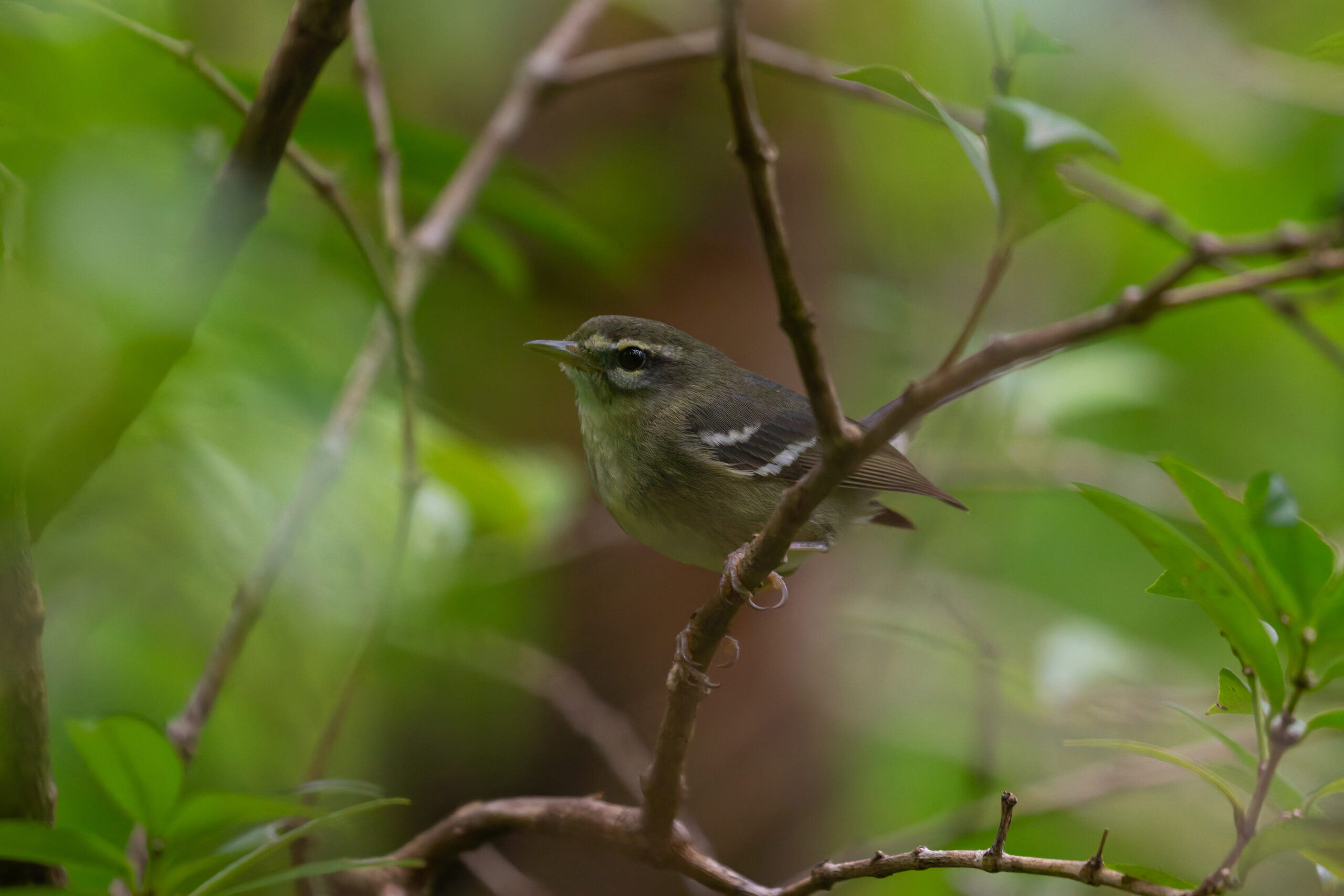 Plumbeous Warbler (image by Diedert Koppenol)