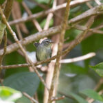 Plumbeous Warbler (image by Diedert Koppenol)