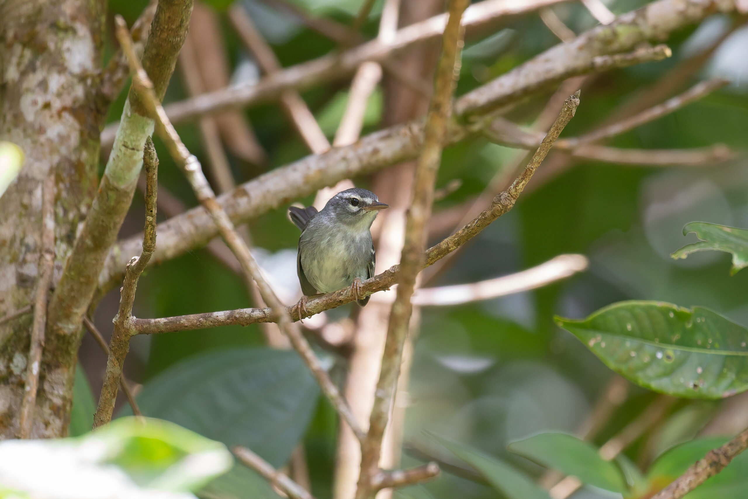 Plumbeous Warbler (image by Diedert Koppenol)