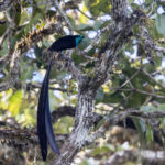 Princess Stephanie's Astrapia (image by Dáni Balla)