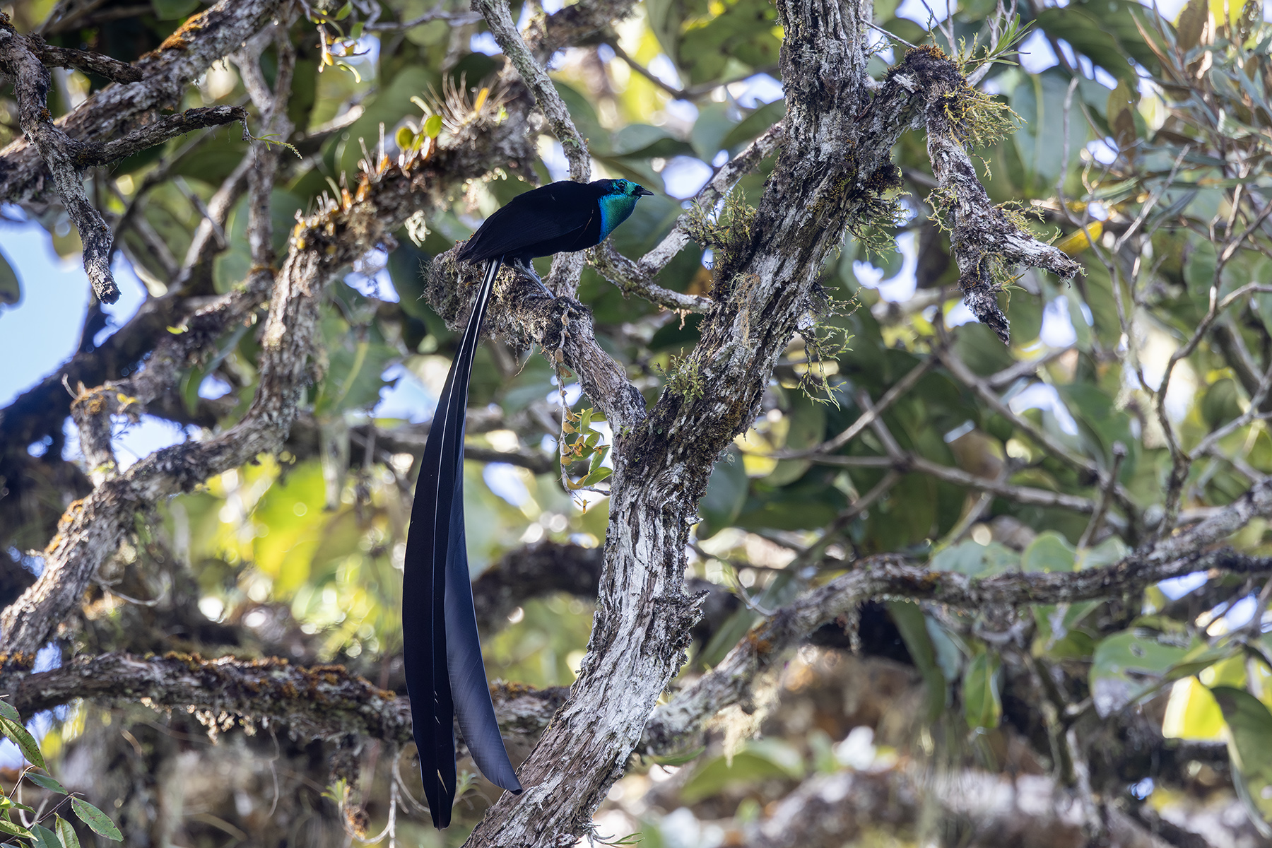 Princess Stephanie's Astrapia (image by Dáni Balla)