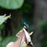 Purple-throated Carib (image by Diedert Koppenol)