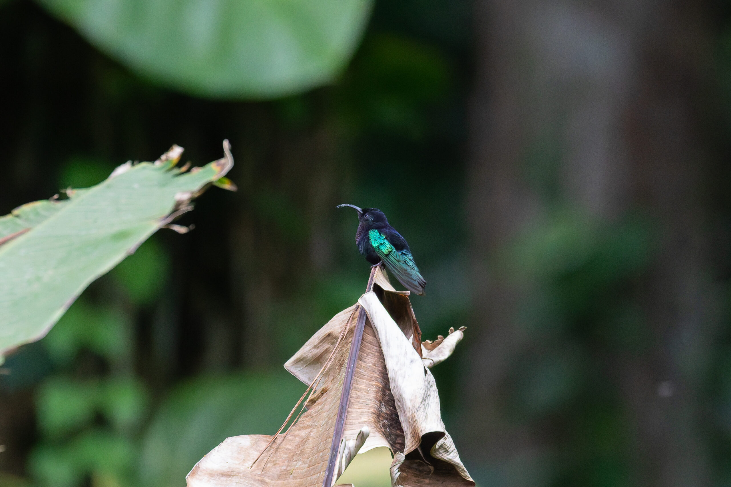 Purple-throated Carib (image by Diedert Koppenol)