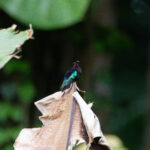 Purple-throated Carib (image by Diedert Koppenol)