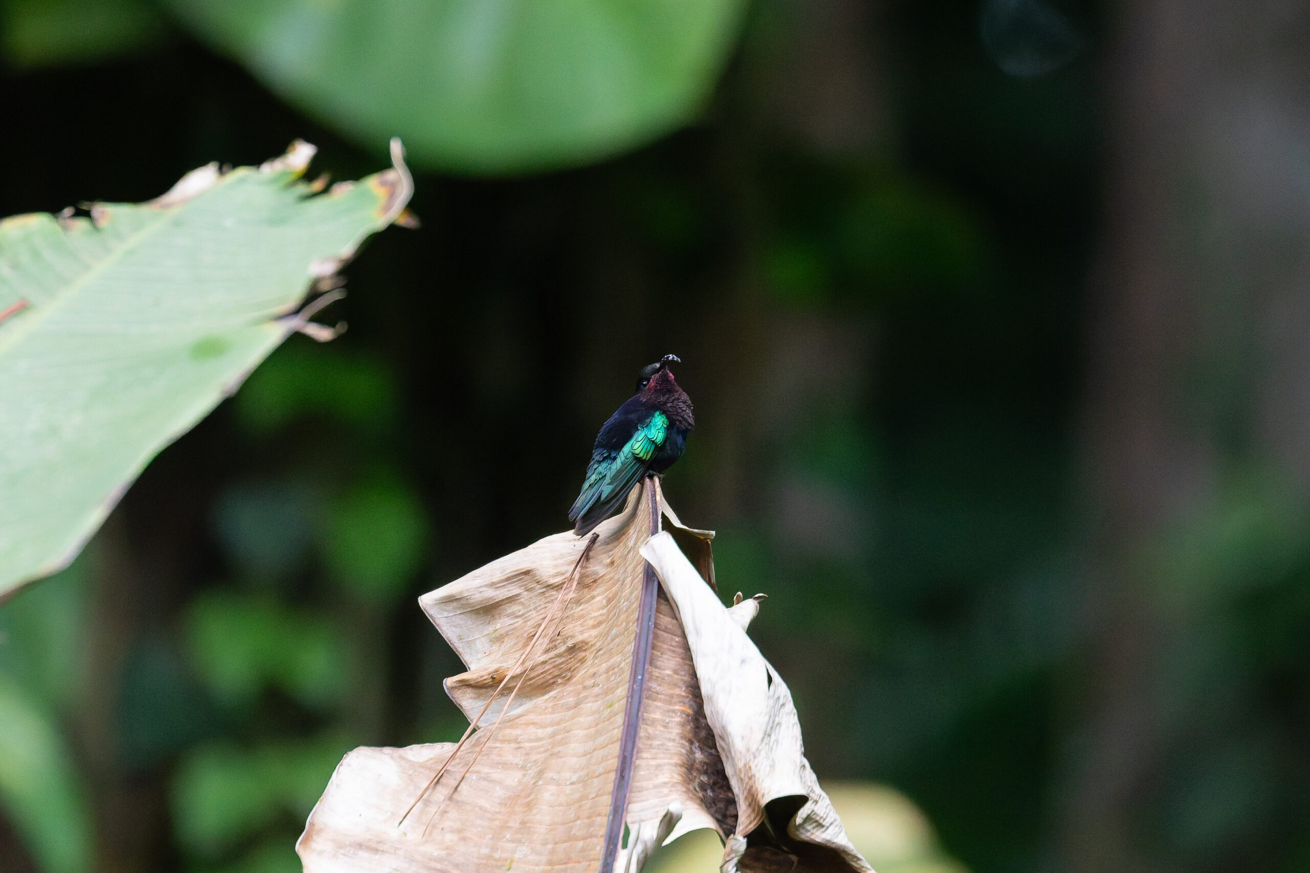 Purple-throated Carib (image by Diedert Koppenol)