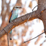 Racket-tailed Roller (image by Janos Olah)