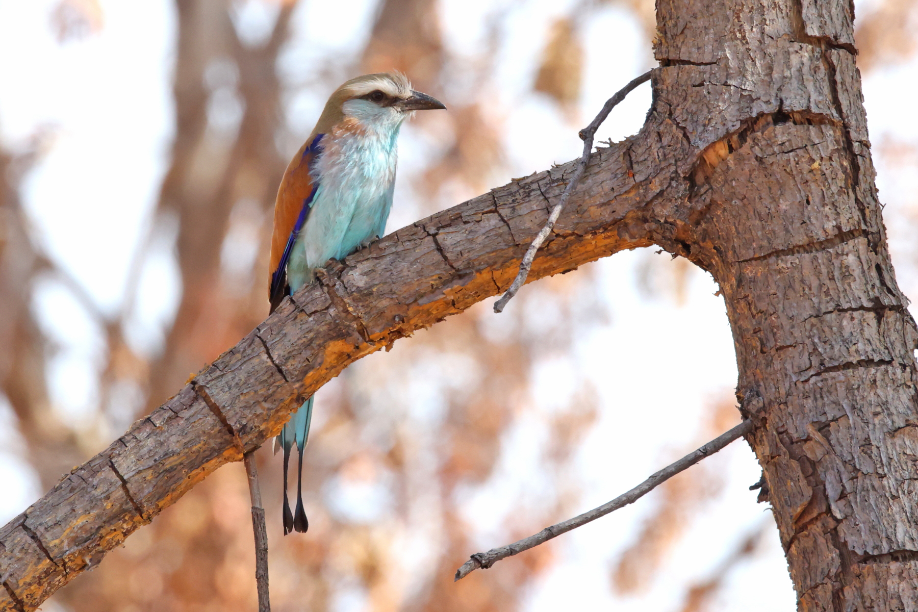 Racket-tailed Roller (image by Janos Olah)