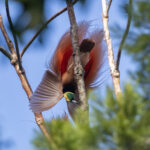 Raggiana Bird-of-paradise (image by Dáni Balla)