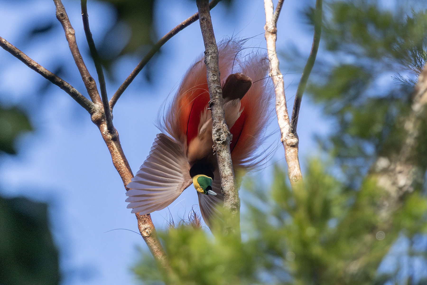 Raggiana Bird-of-paradise (image by Dáni Balla)