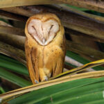 Red Owl (image by Nik Borrow)