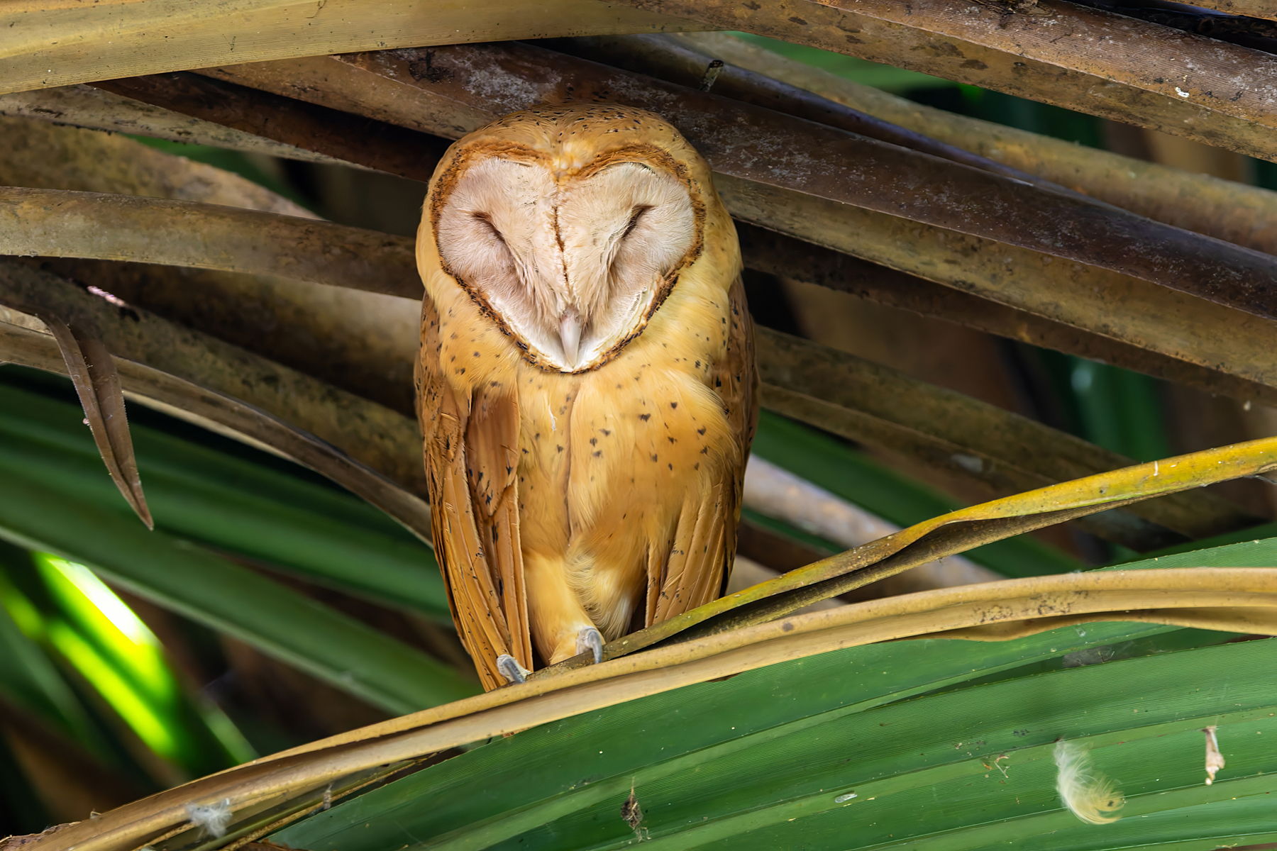Red Owl (image by Nik Borrow)