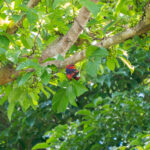Red-and-blue Lory (image by Diedert Koppenol)