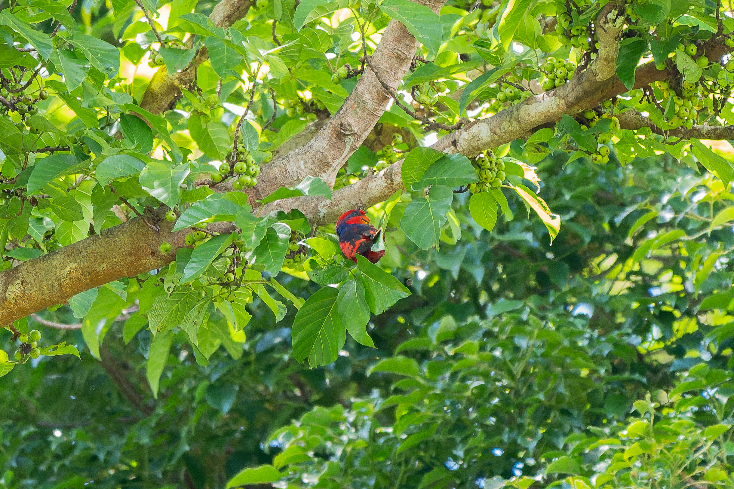 Red-and-blue Lory (image by Diedert Koppenol)