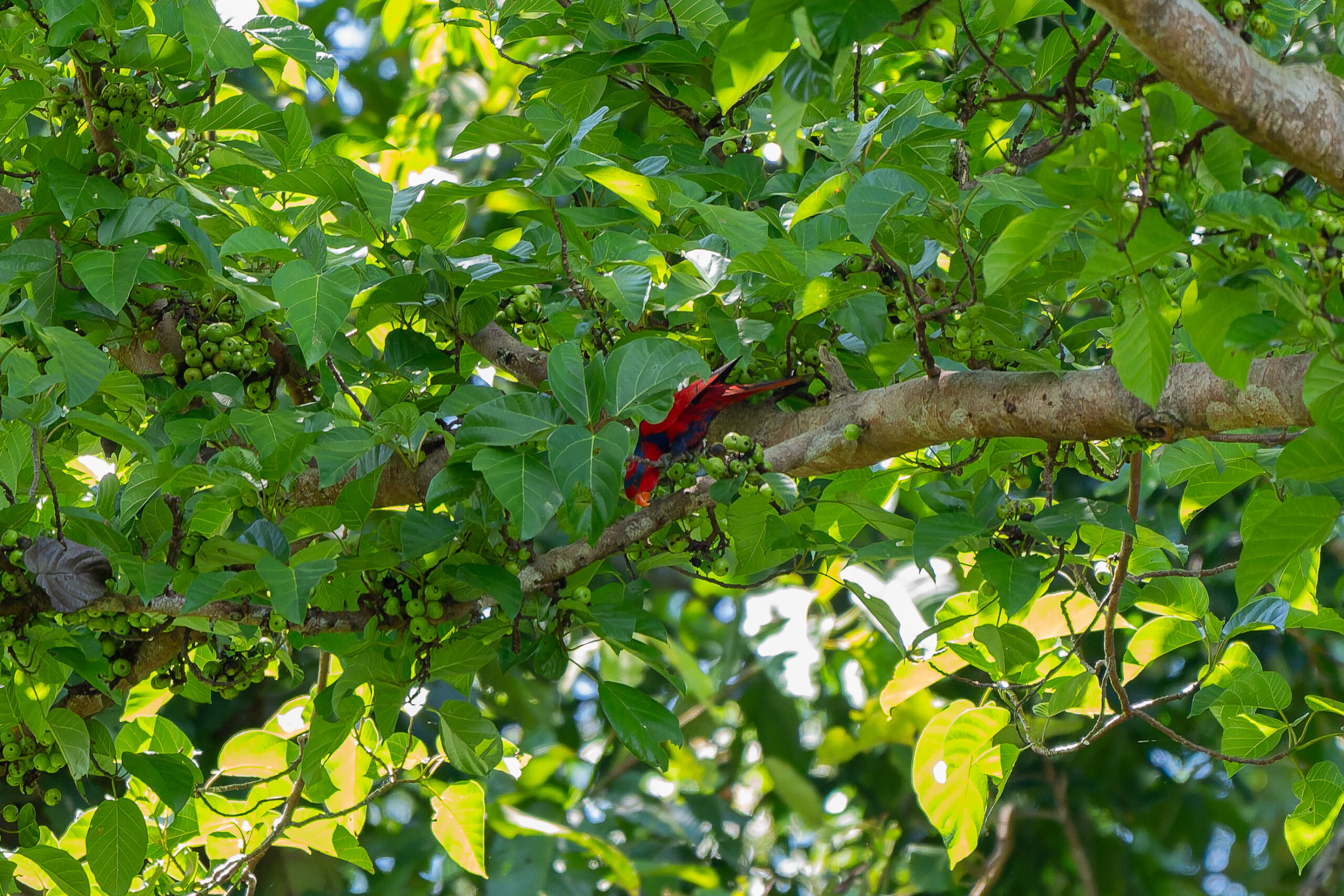 Red-and-blue Lory (image by Diedert Koppenol)